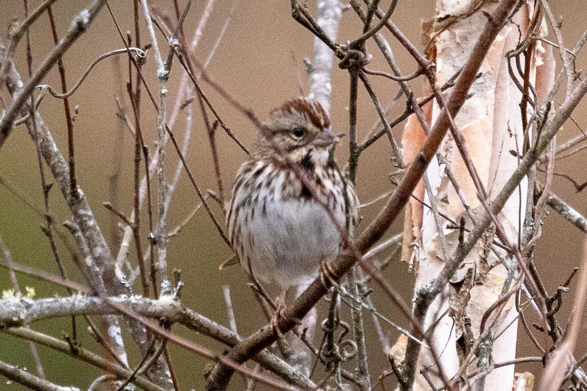 Song Sparrow - ML646470511