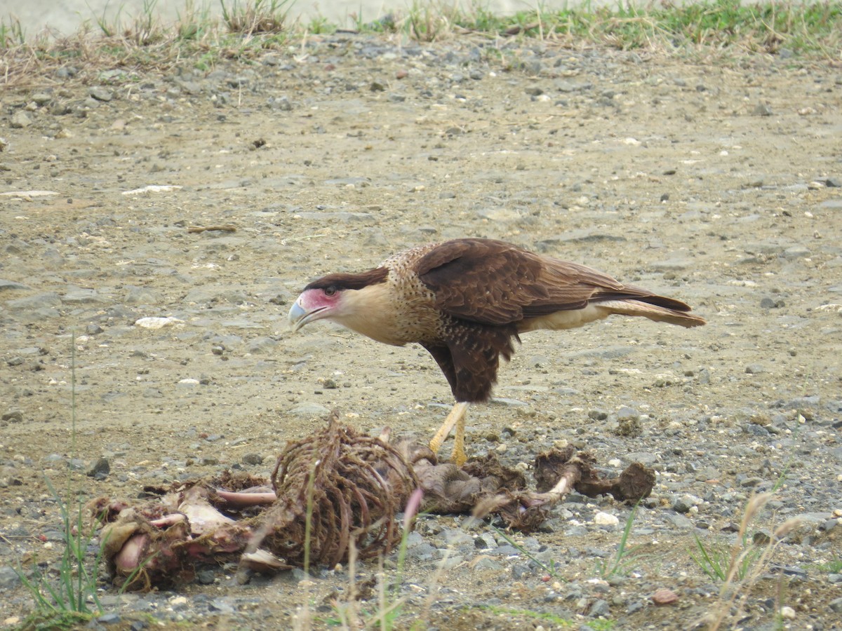 gribbkarakara (cheriway) - ML646470512