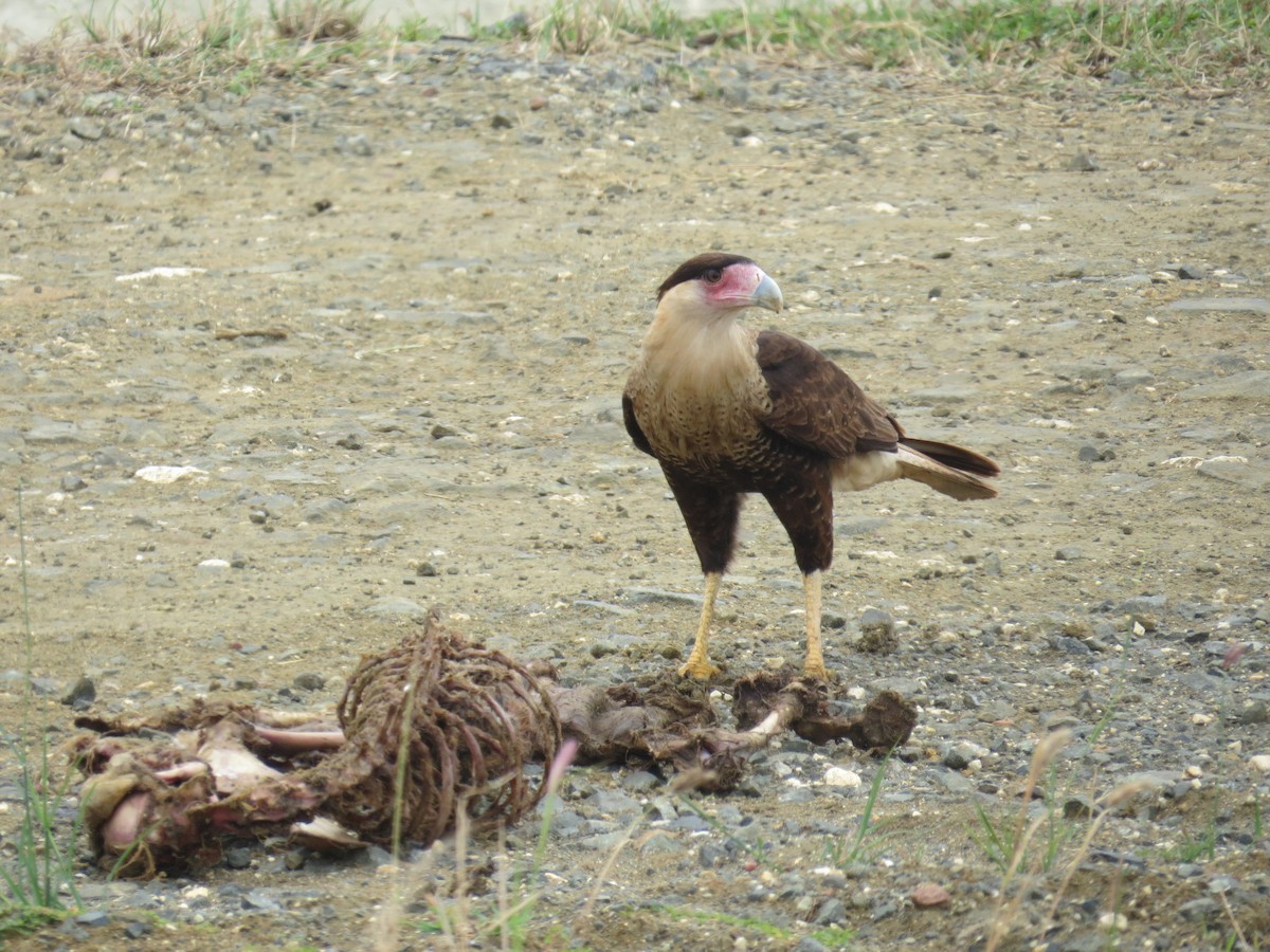 gribbkarakara (cheriway) - ML646470513