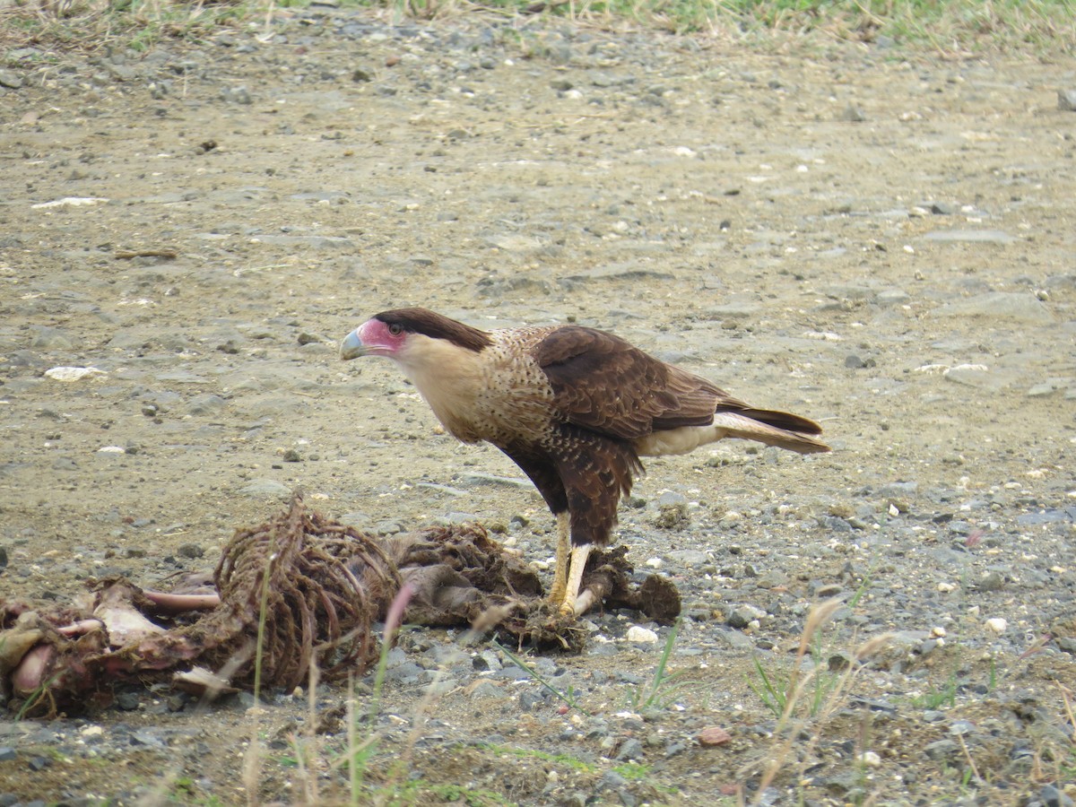 gribbkarakara (cheriway) - ML646470514