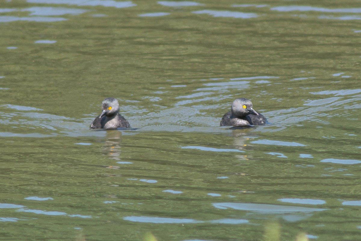 Least Grebe - ML646470515