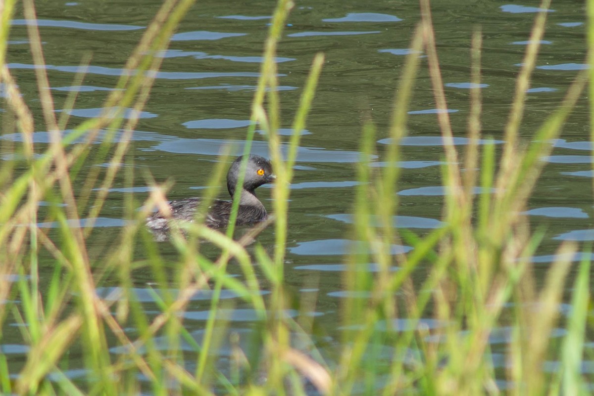 Least Grebe - ML646470516