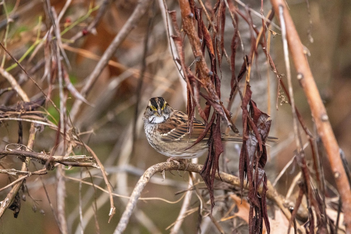White-throated Sparrow - ML646470518