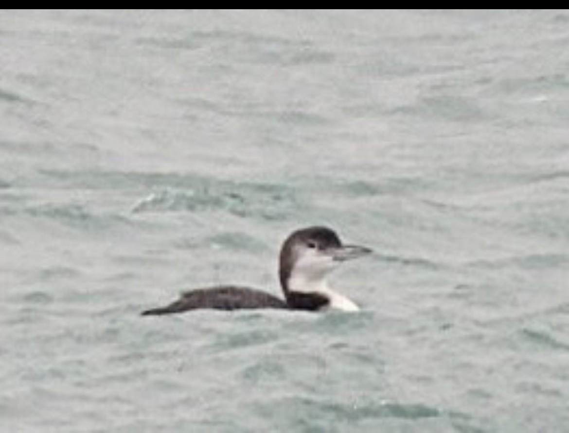 Common Loon - ML646470520