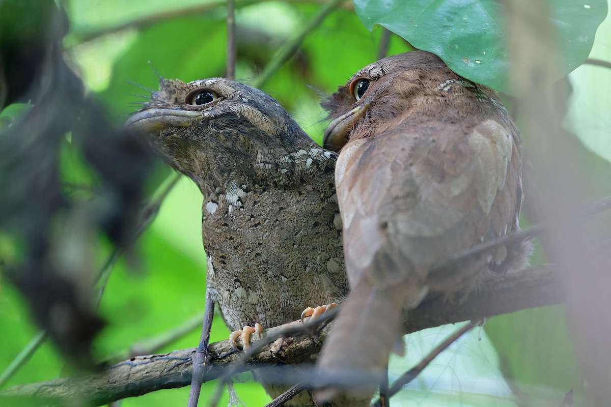Sri Lanka Frogmouth - ML646470521