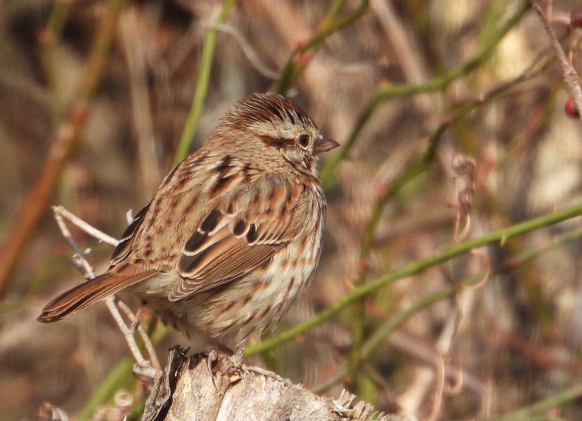 strnadec zpěvný - ML646470522