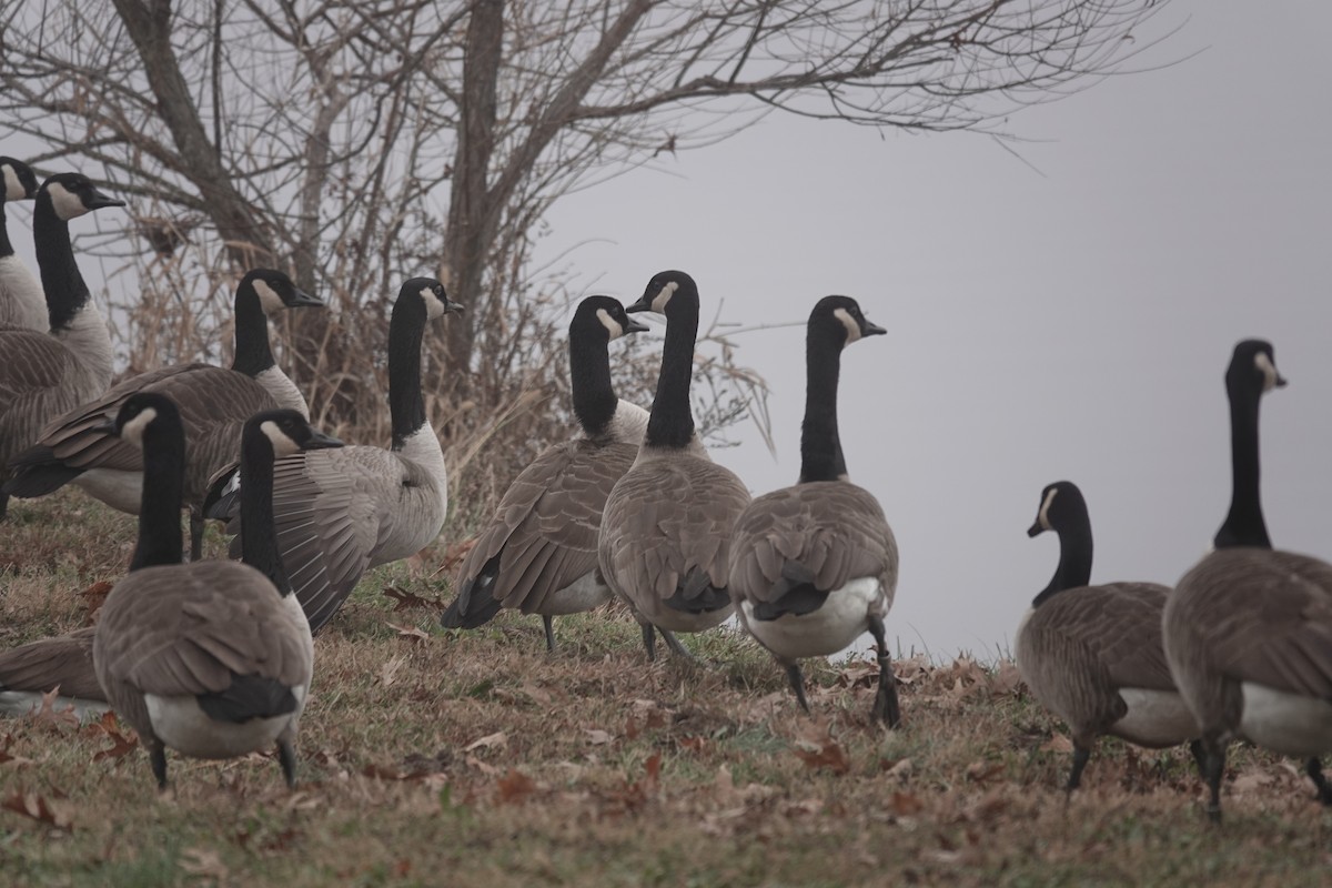 Canada Goose - ML646470523