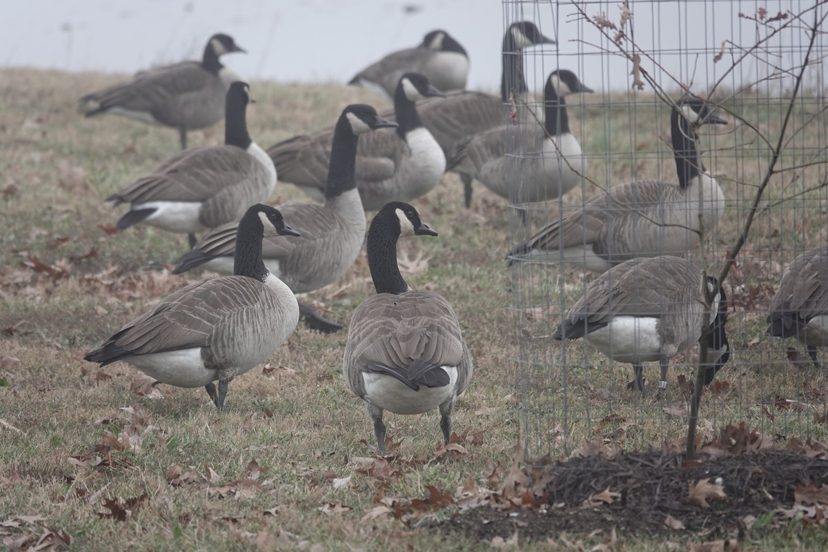 Canada Goose - ML646470524