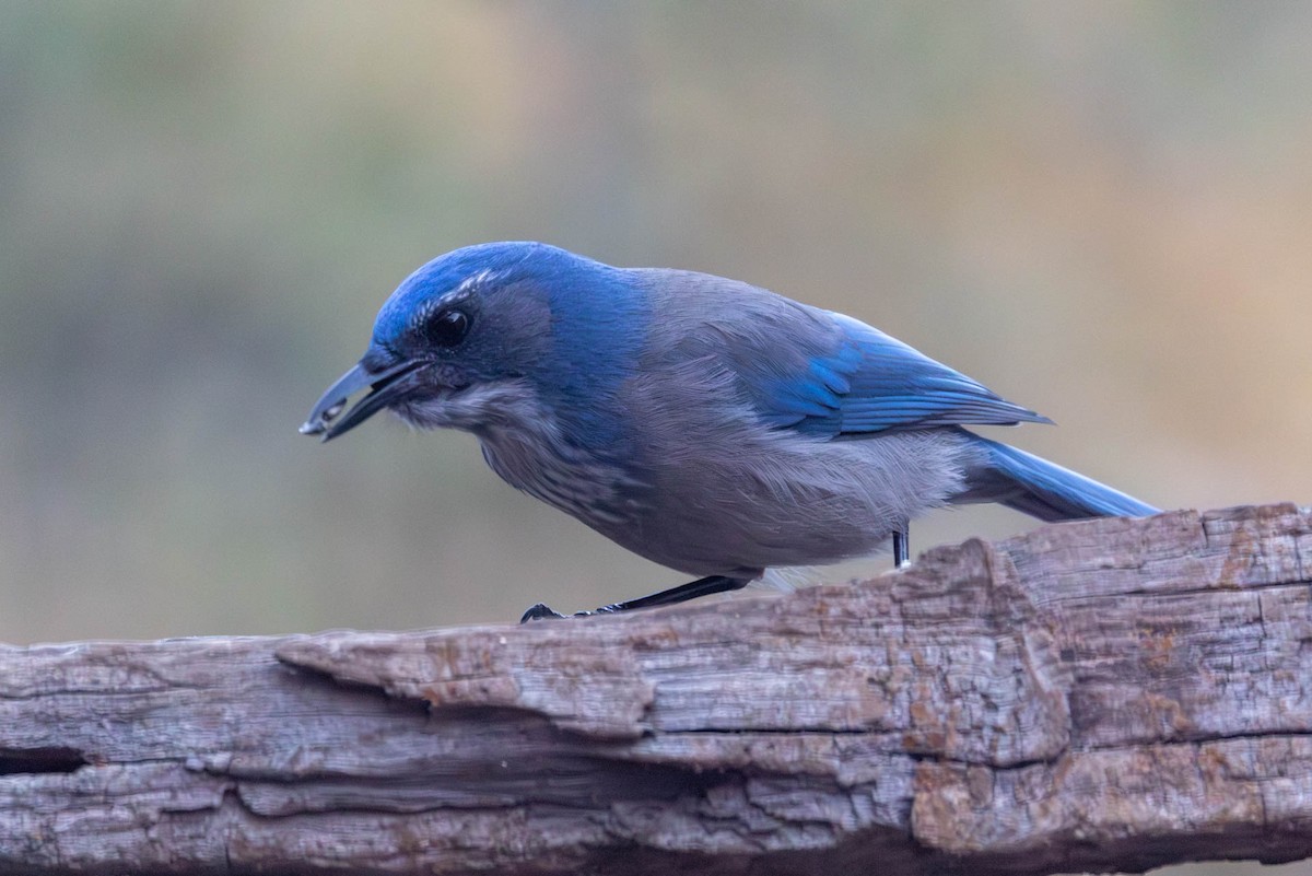 Woodhouse's Scrub-Jay - ML646470526