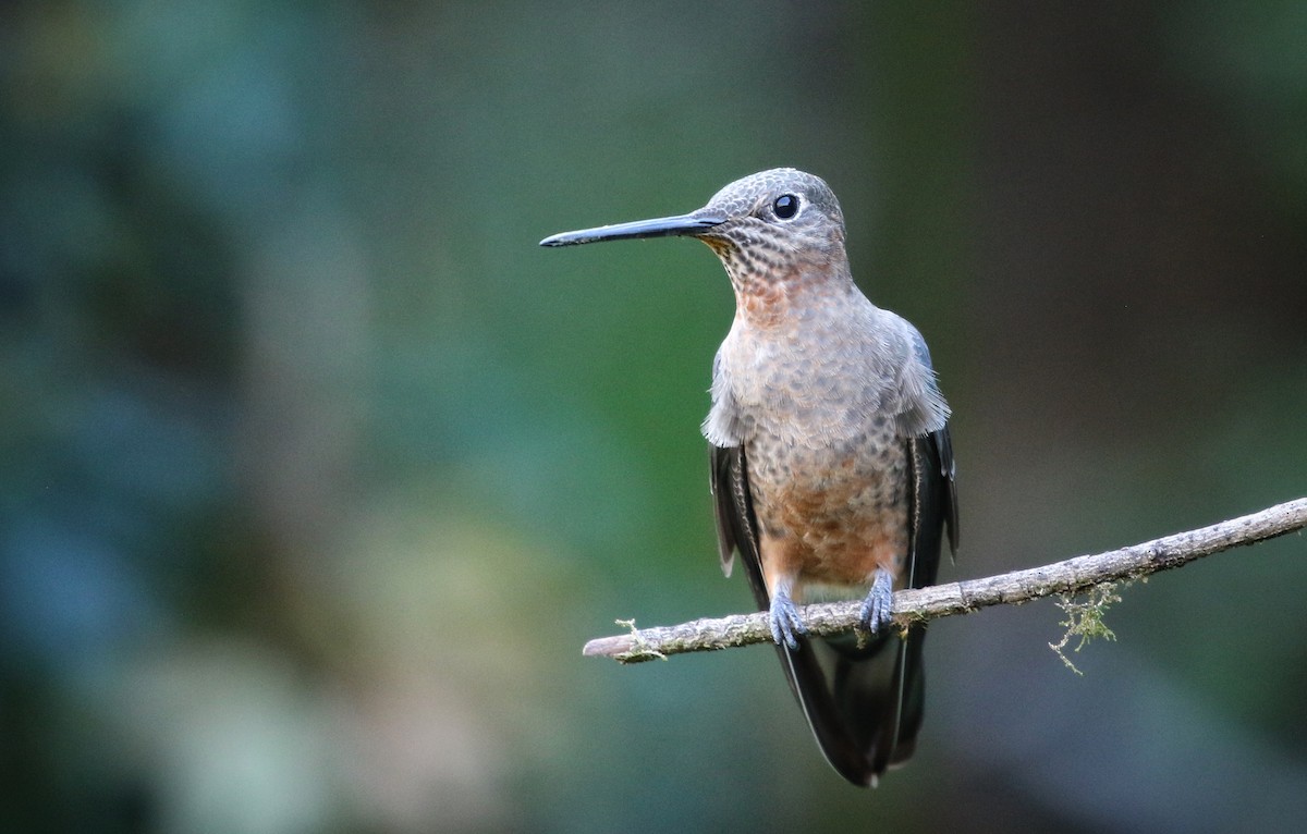Giant Hummingbird - ML646470527
