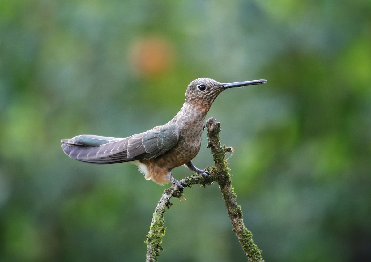 Giant Hummingbird - ML646470528