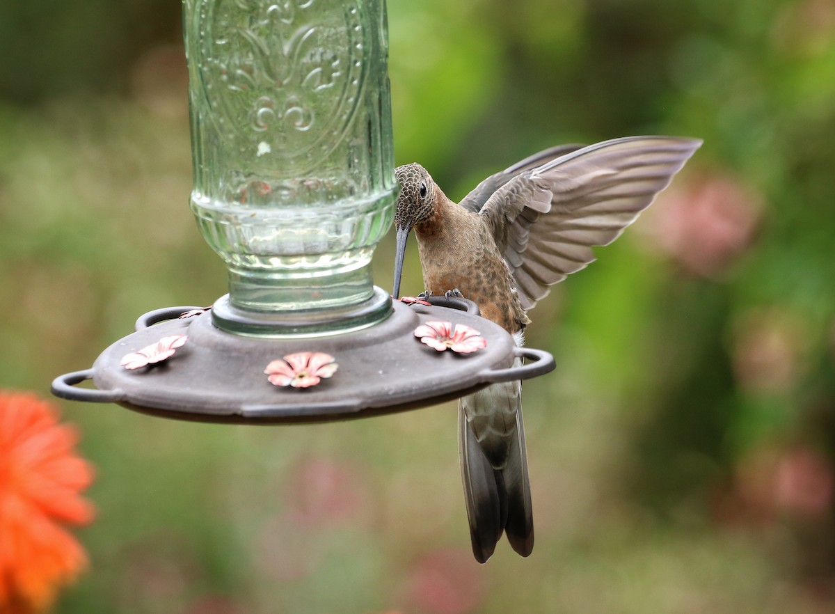 Giant Hummingbird - ML646470529