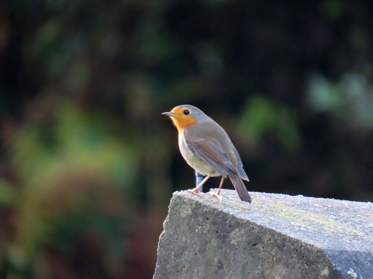 Pettirosso - ML646470530