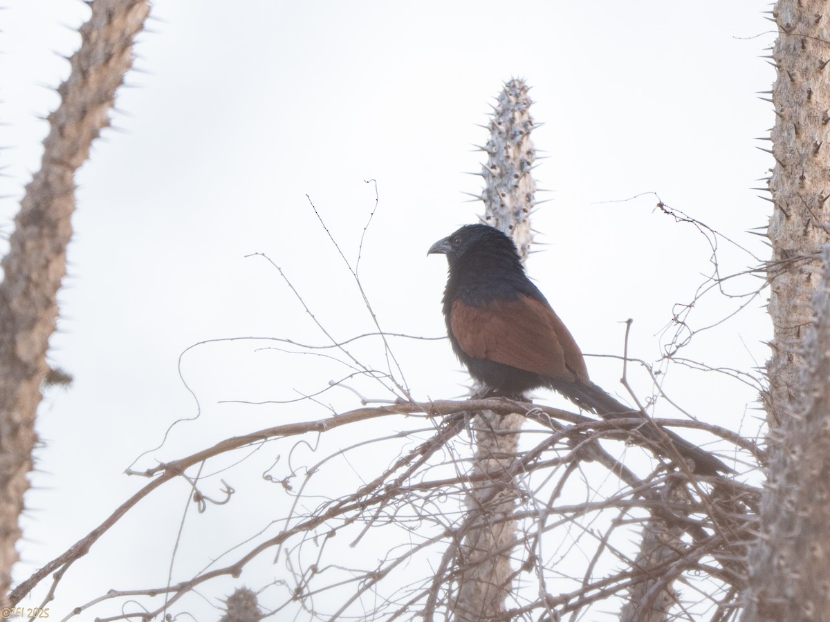 Malagasy Coucal - ML646470532