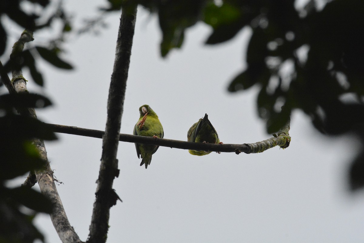 Orange-chinned Parakeet - ML646470533