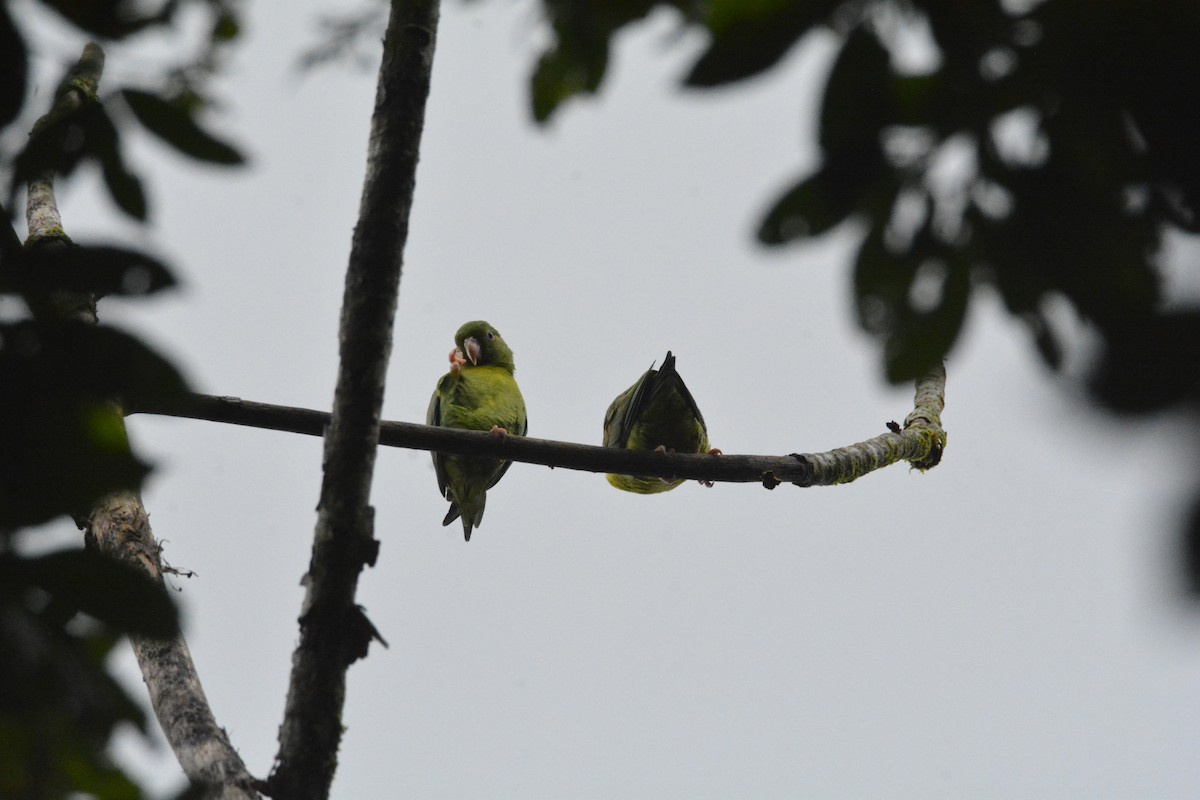 Orange-chinned Parakeet - ML646470534