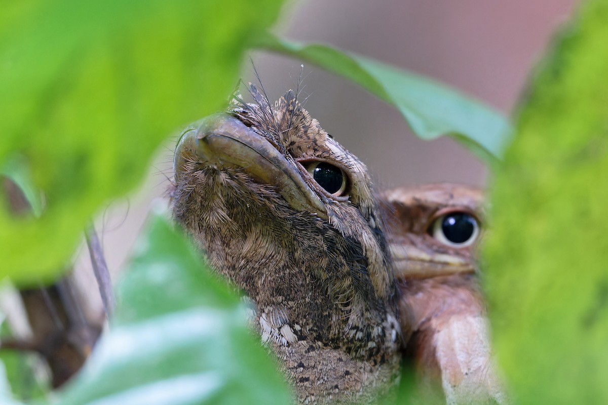 Sri Lanka Frogmouth - ML646470535