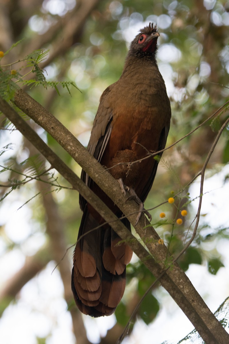 Rufous-bellied Chachalaca - ML646470536