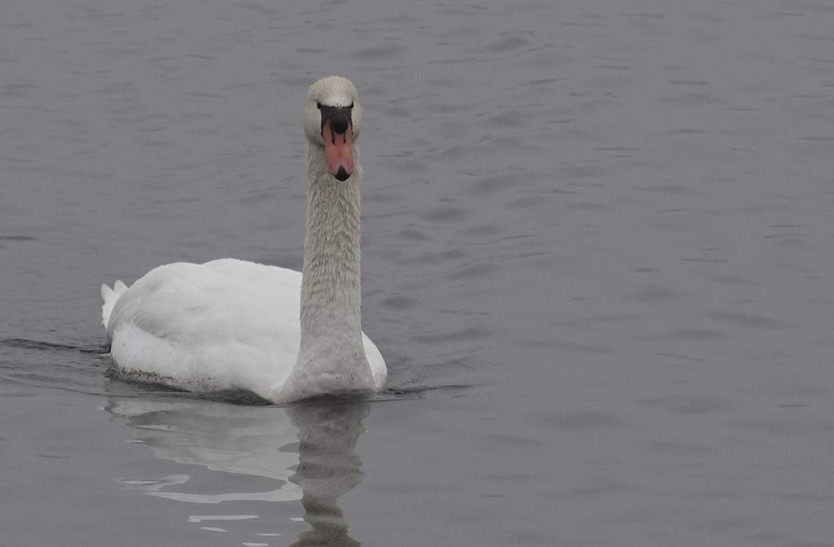Mute Swan - ML646470538