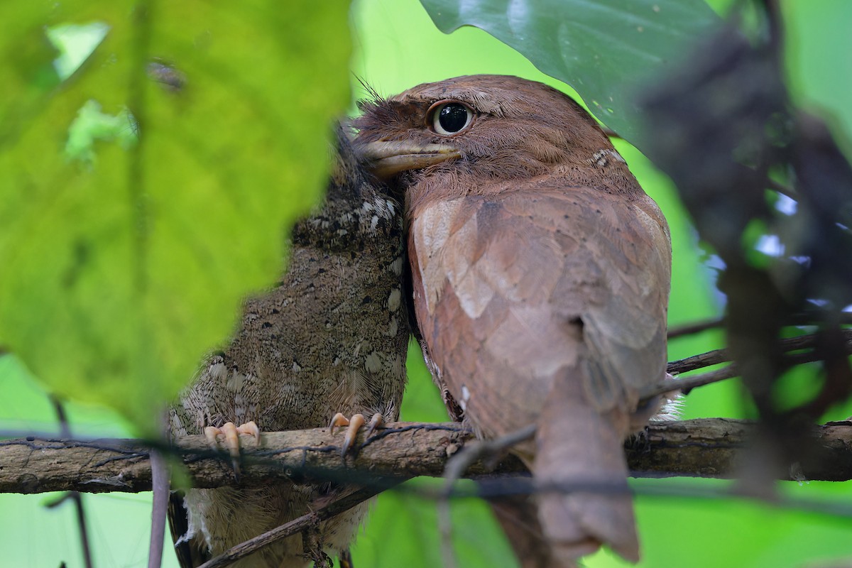 Sri Lanka Frogmouth - ML646470543