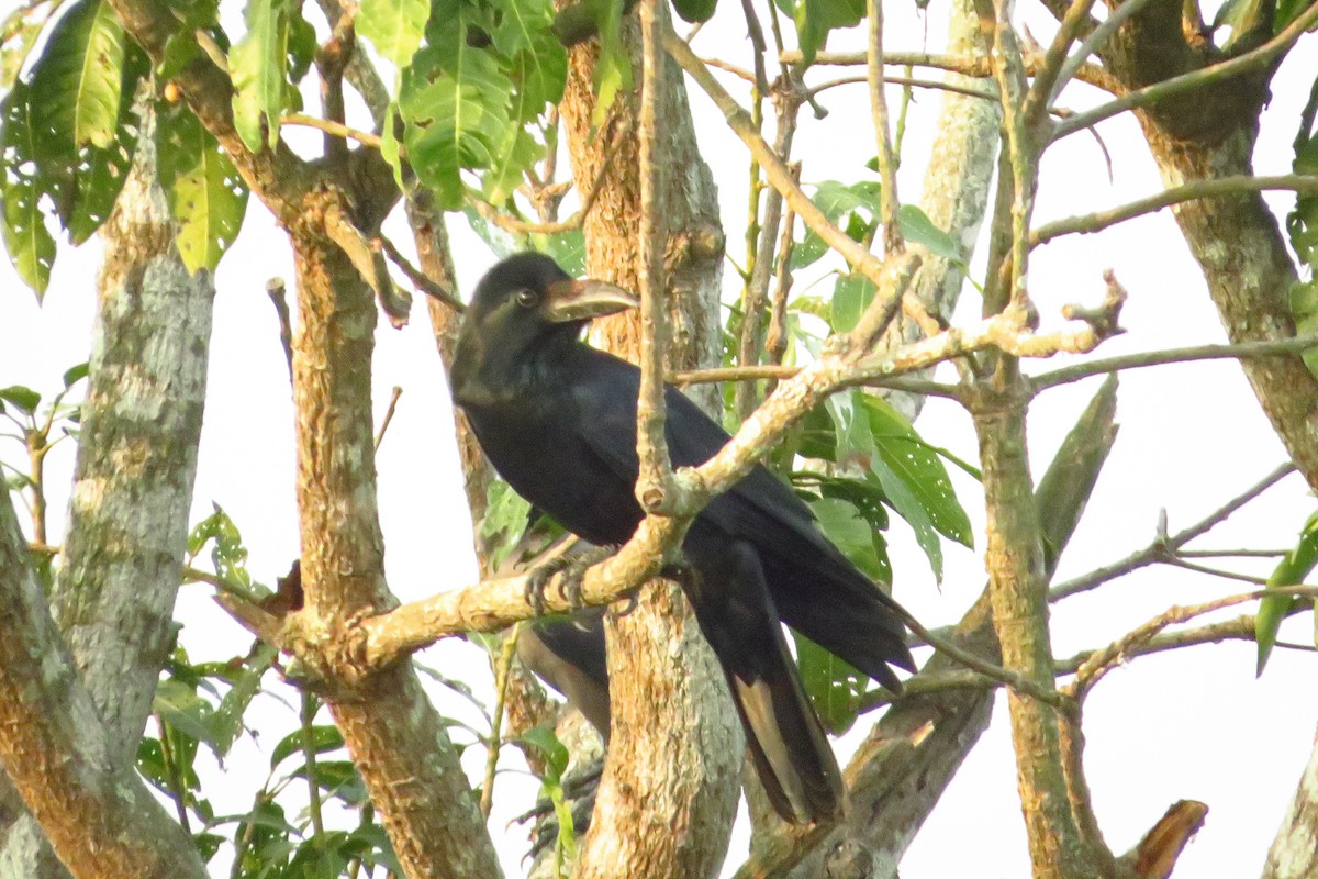 Large-billed Crow - ML646470547
