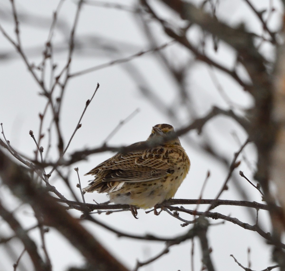 Western Meadowlark - ML646470548