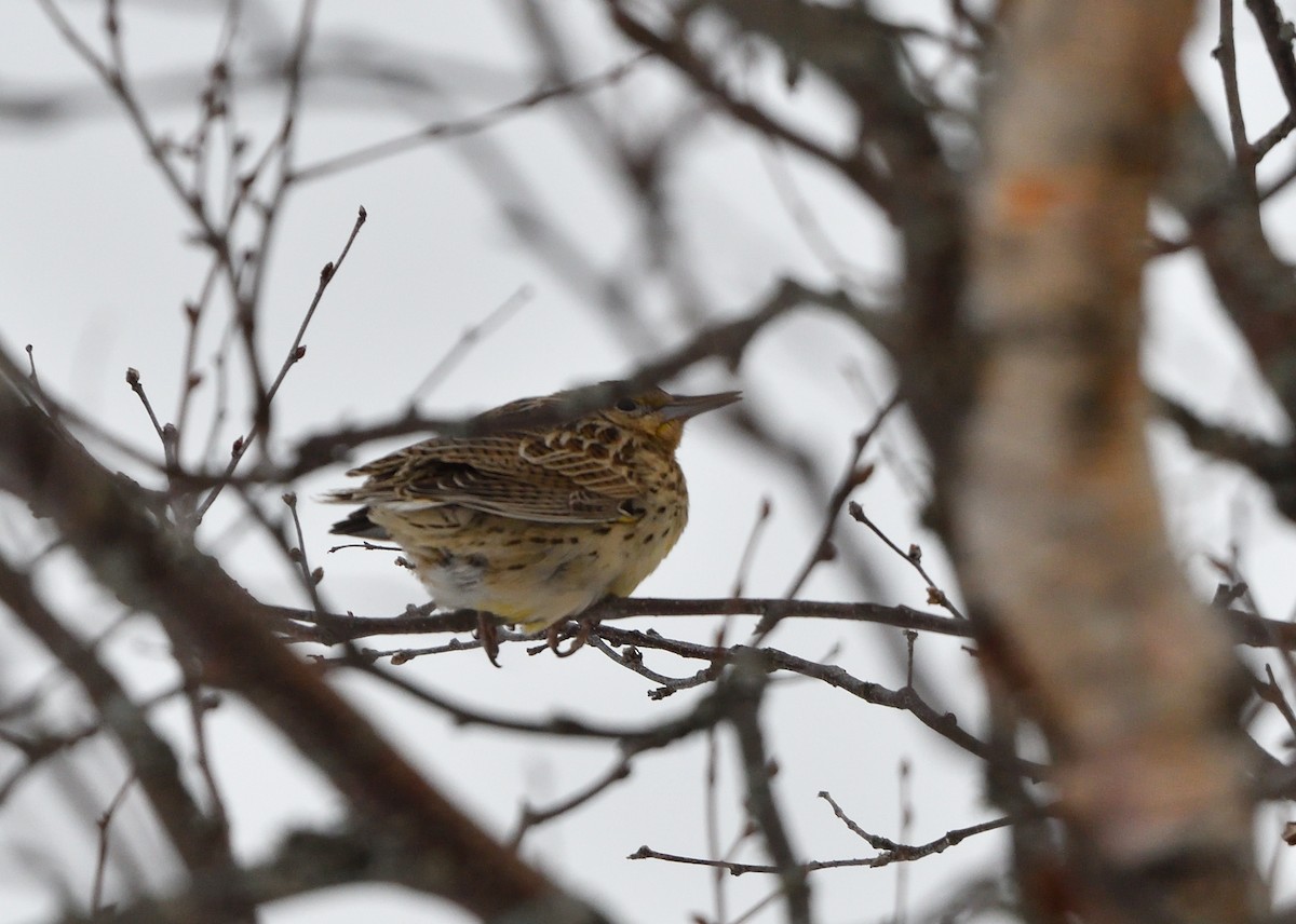Western Meadowlark - ML646470549