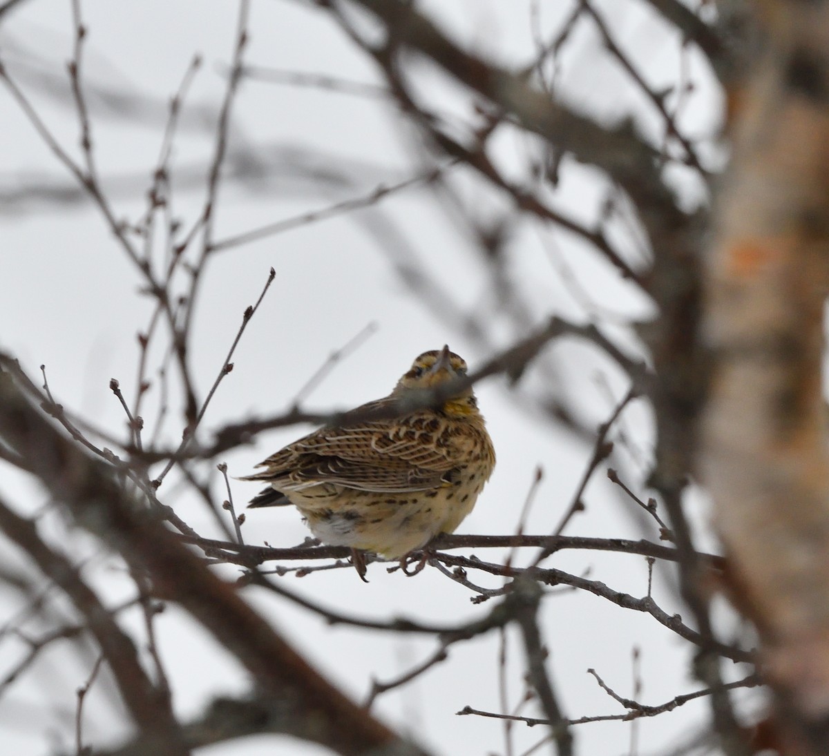 Western Meadowlark - ML646470550