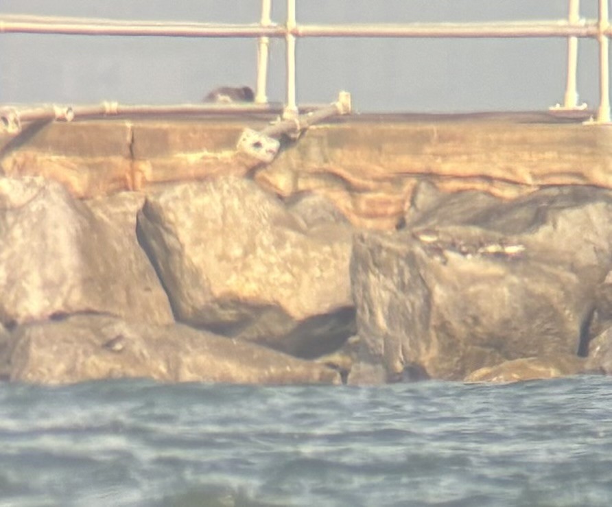 Purple Sandpiper - ML646470553