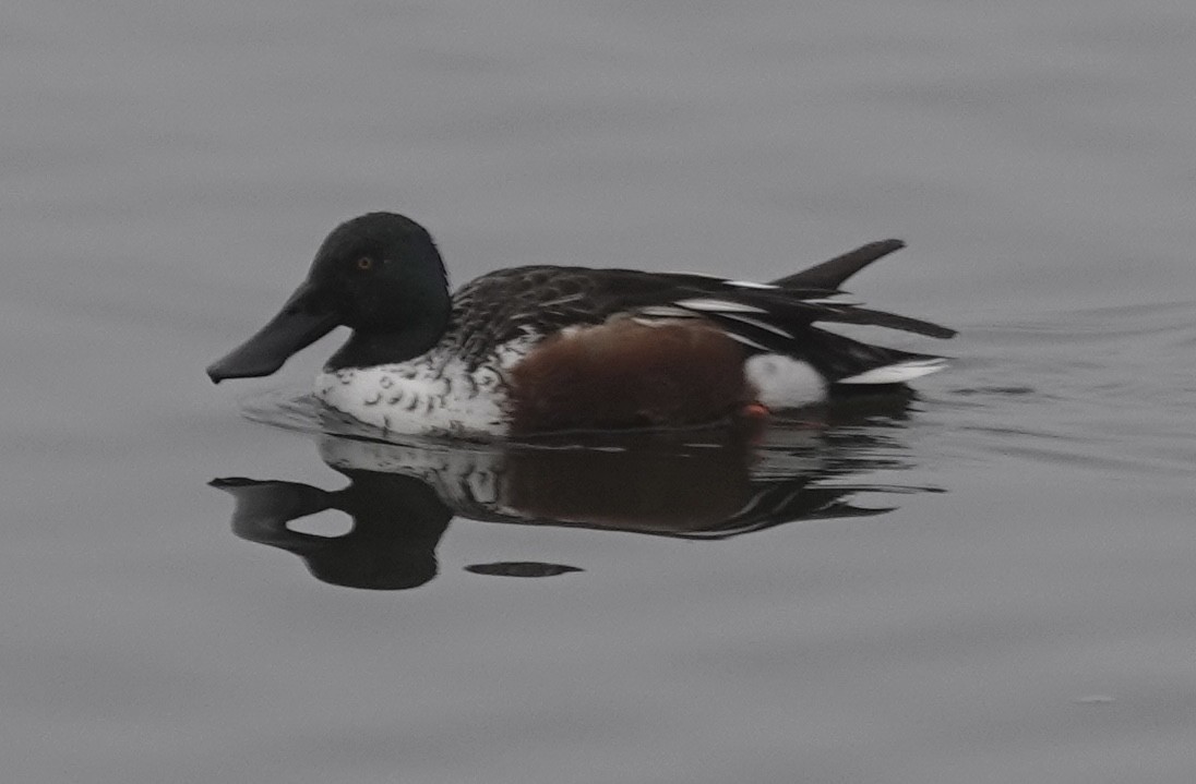 Northern Shoveler - ML646470557