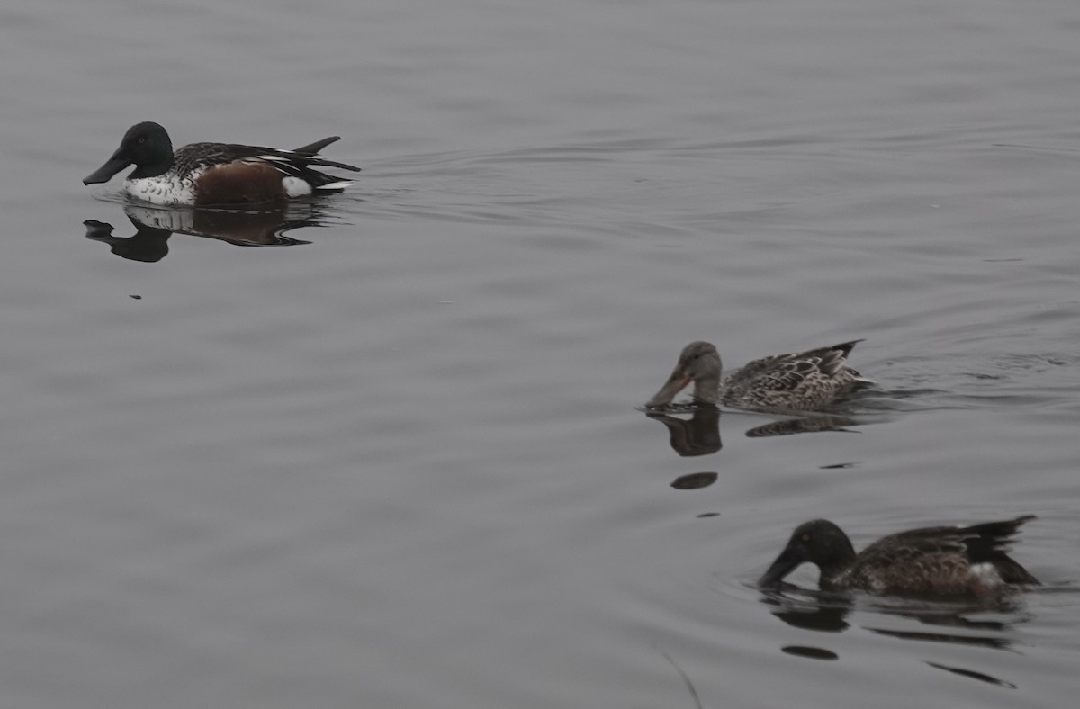 Northern Shoveler - ML646470558