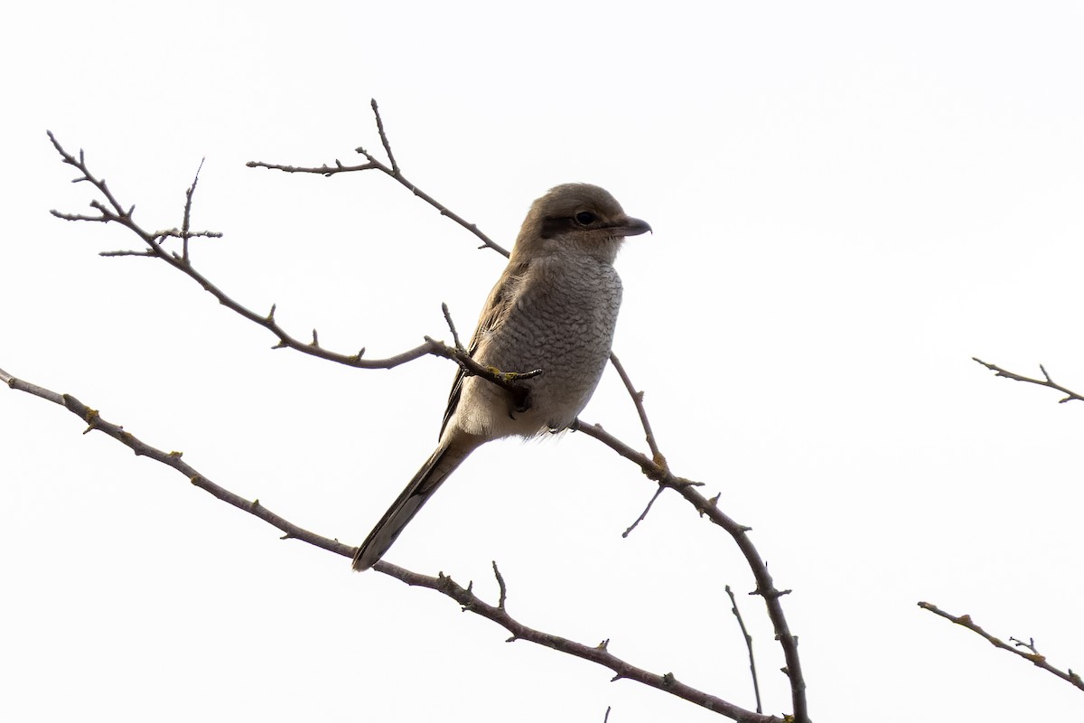 Northern Shrike - ML646470561