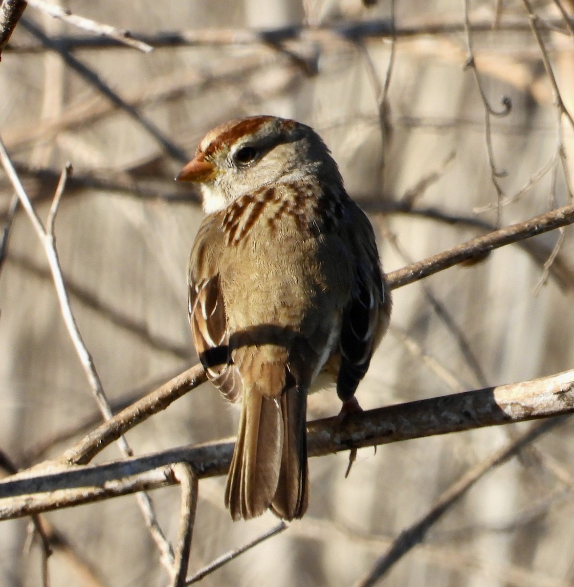 White-crowned Sparrow (Gambel's) - ML646470565