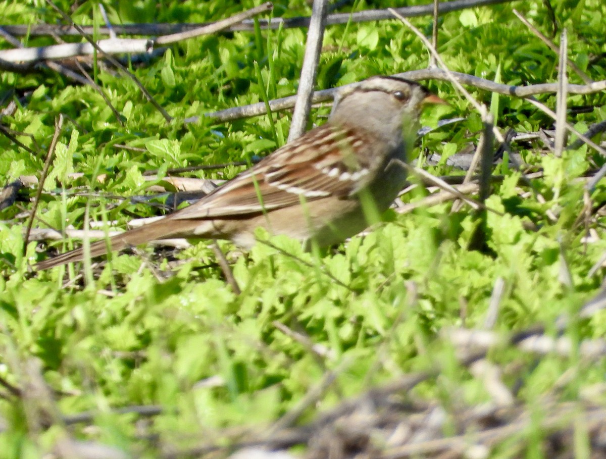 White-crowned Sparrow (Gambel's) - ML646470566
