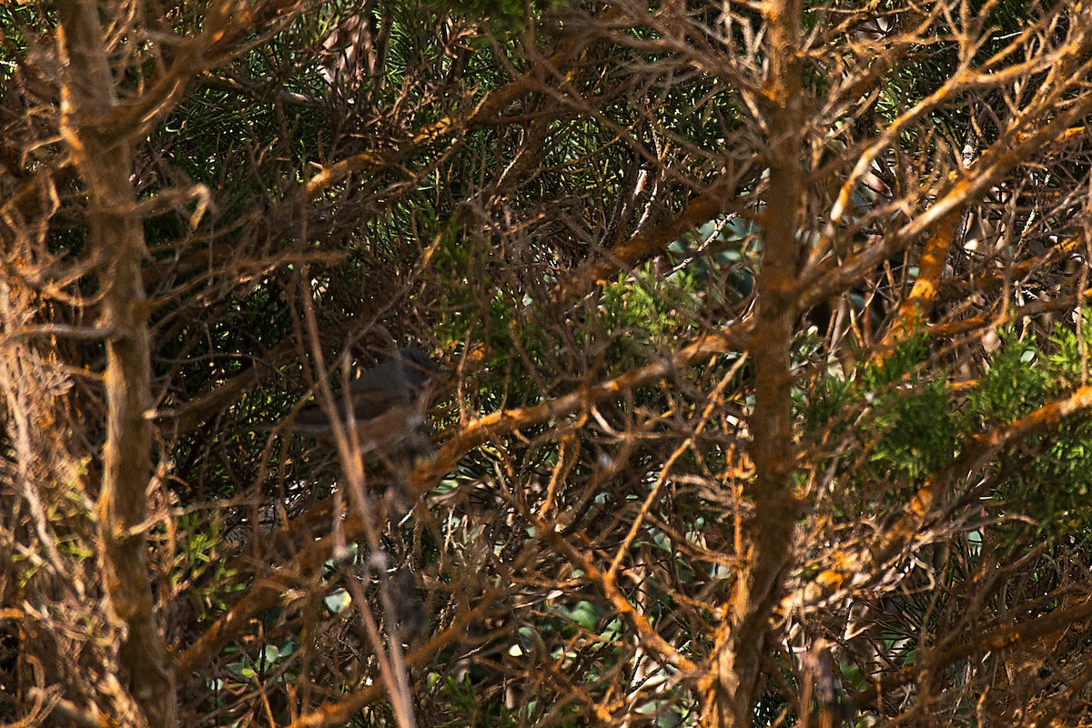 Western Subalpine Warbler - ML646470567