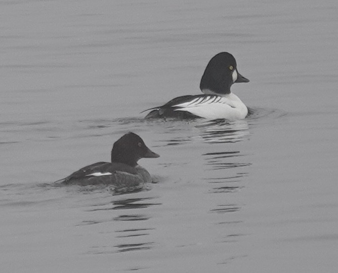Common Goldeneye - ML646470572