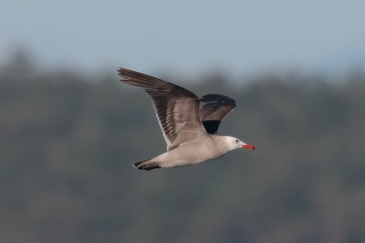 Heermann's Gull - ML646470577