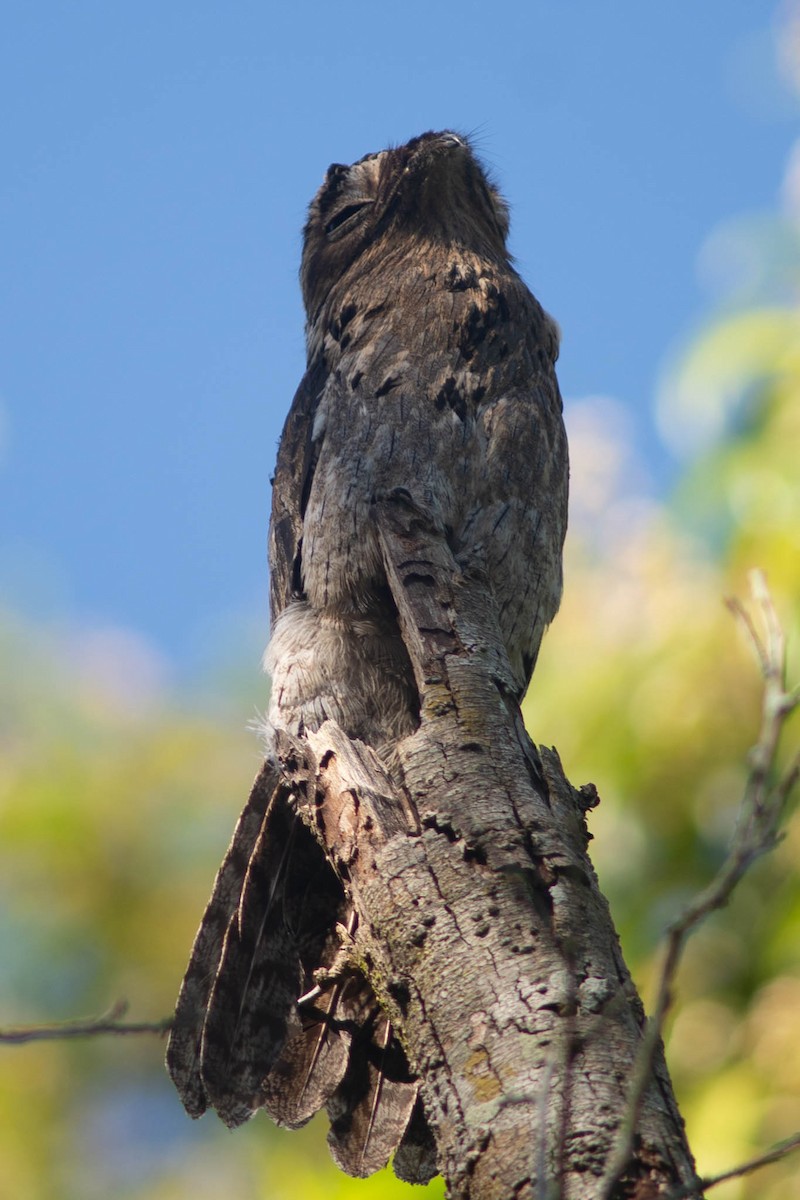 Common Potoo - ML646470579