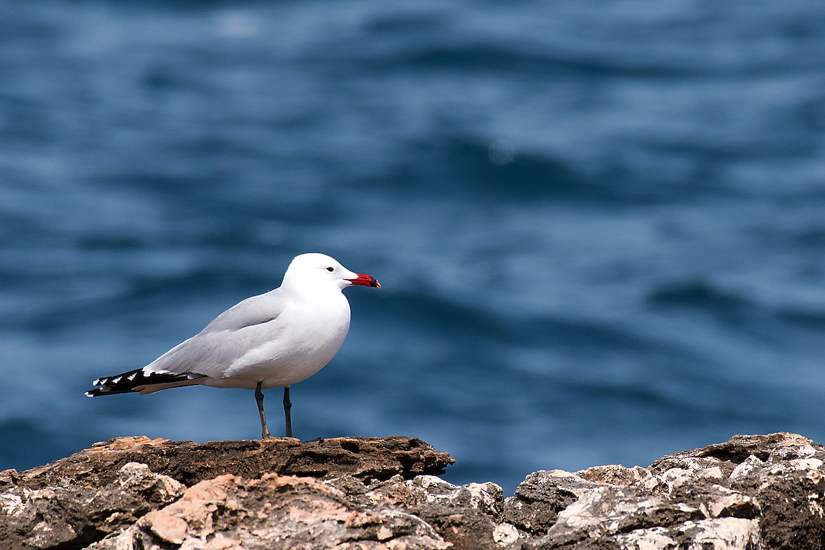 Audouin's Gull - ML646470582