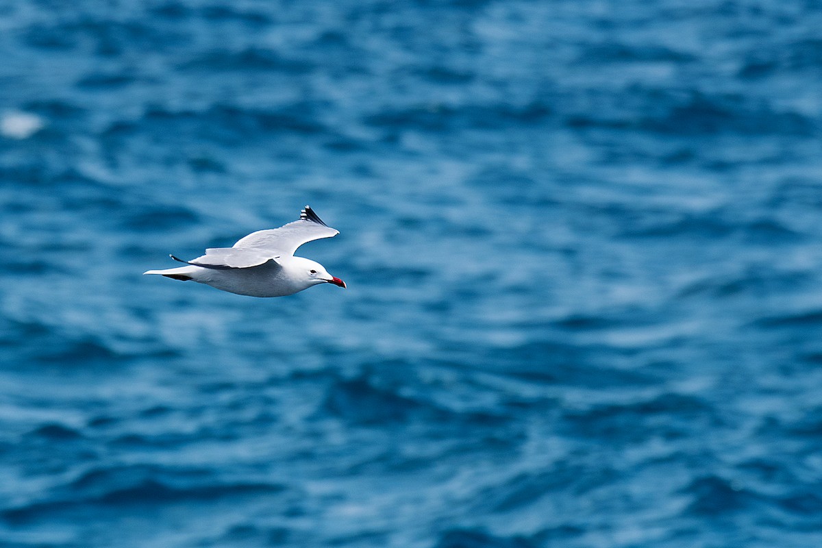 Audouin's Gull - ML646470583