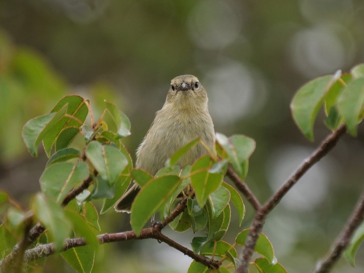 Laubsänger-Darwinfink - ML646470585