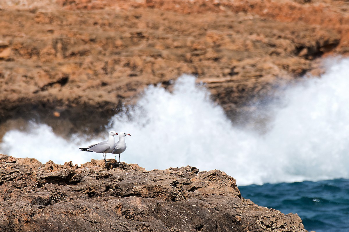 Audouin's Gull - ML646470586