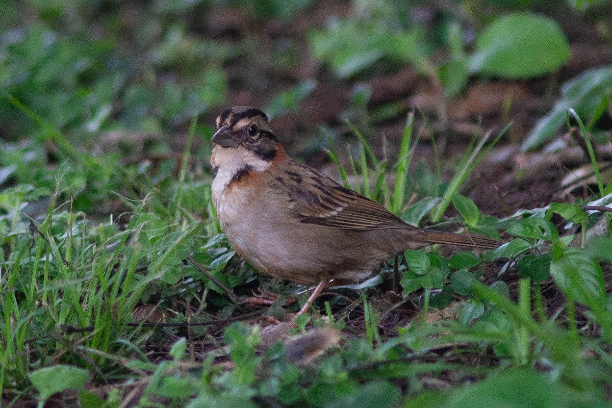 Rufous-collared Sparrow - ML646470587