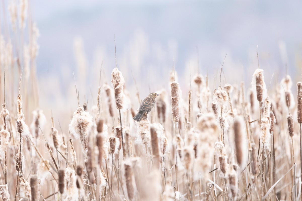 Red-winged Blackbird - ML646470590
