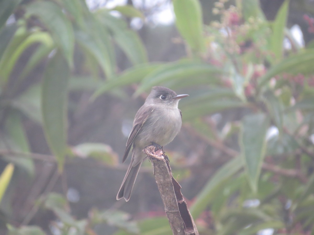 karibpivi - ML646470591