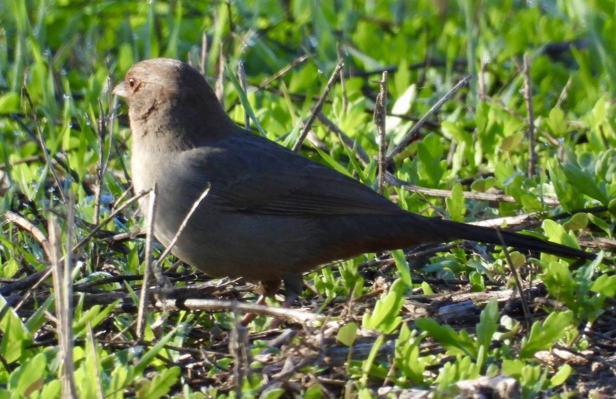 California Towhee - ML646470592