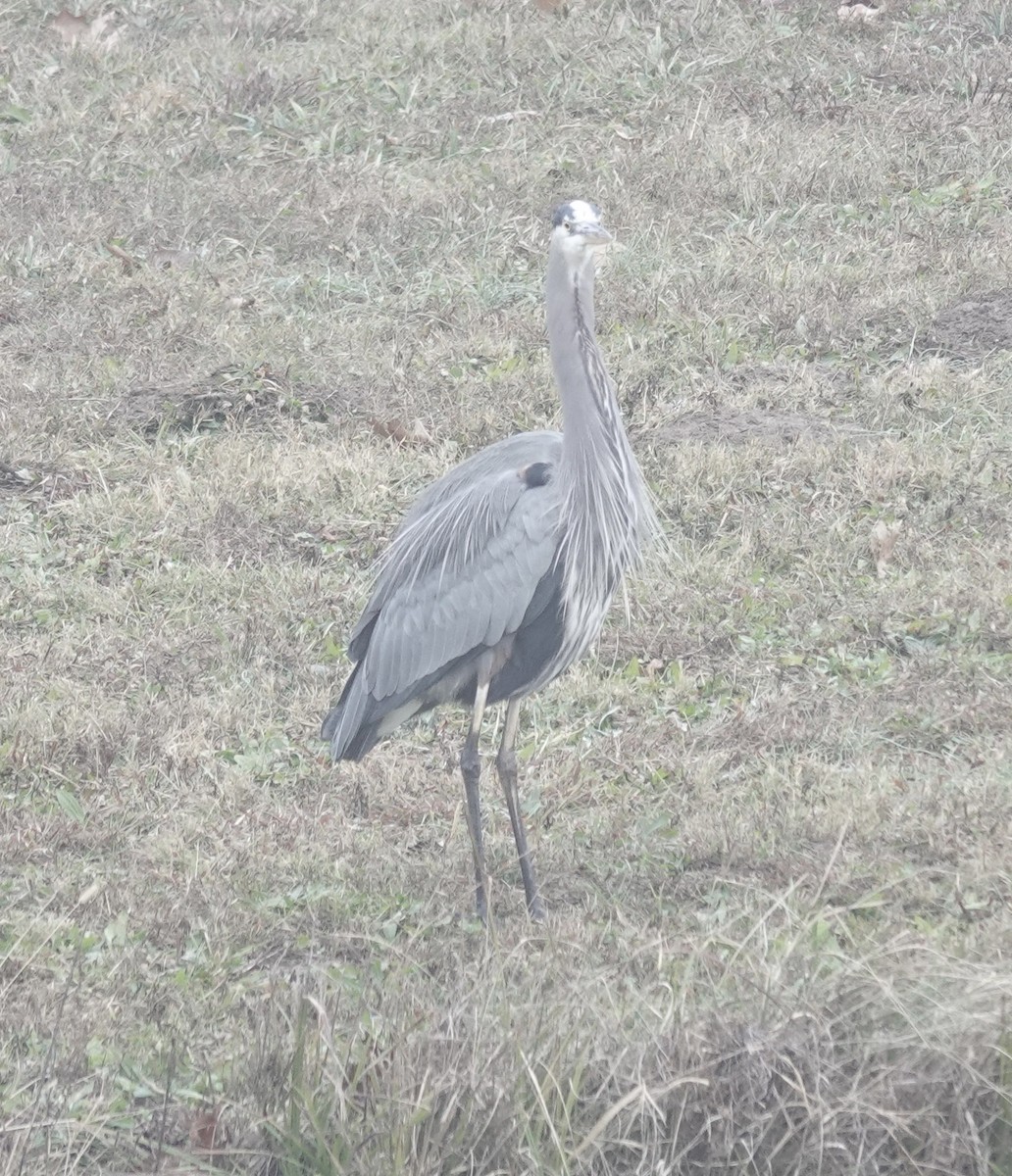 Great Blue Heron - ML646470593