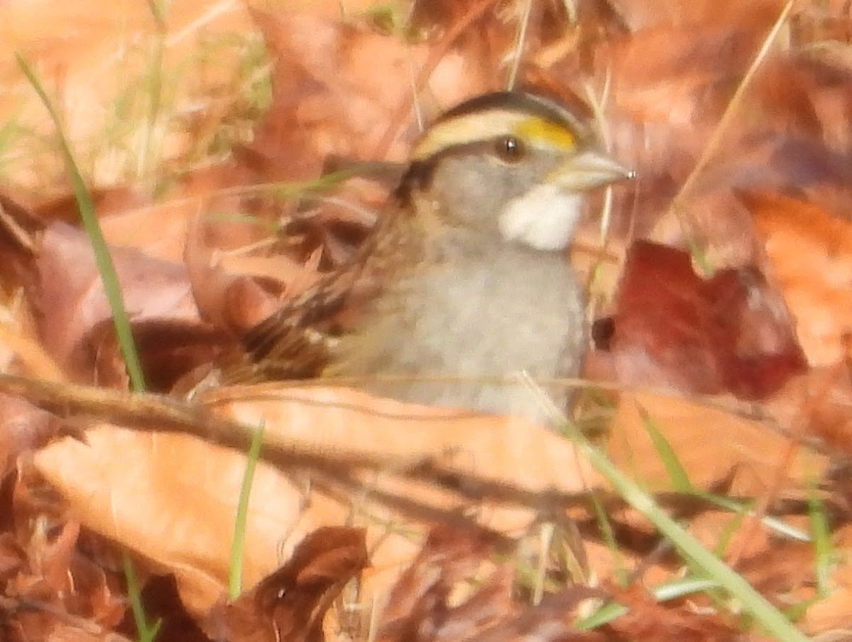 strnadec bělohrdlý - ML646470600