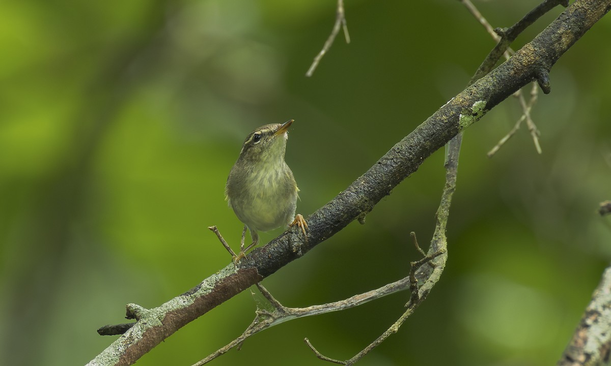 Pouillot boréal - ML646470601