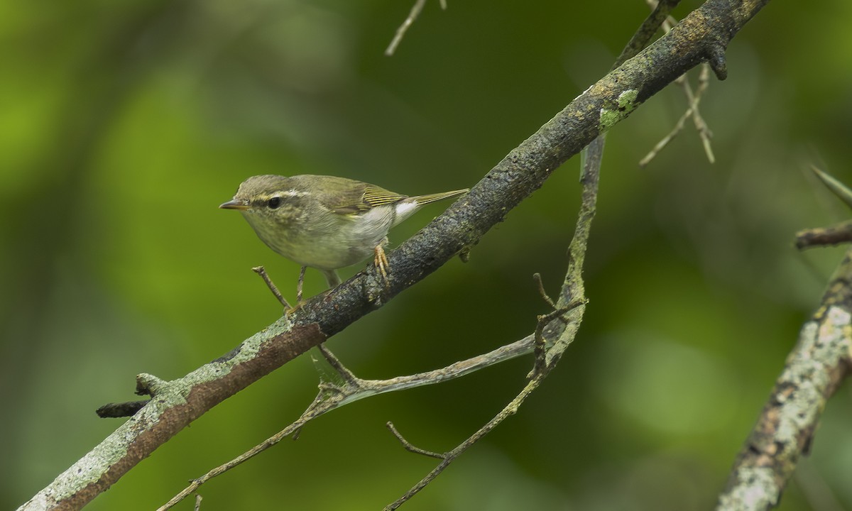 Pouillot boréal - ML646470602